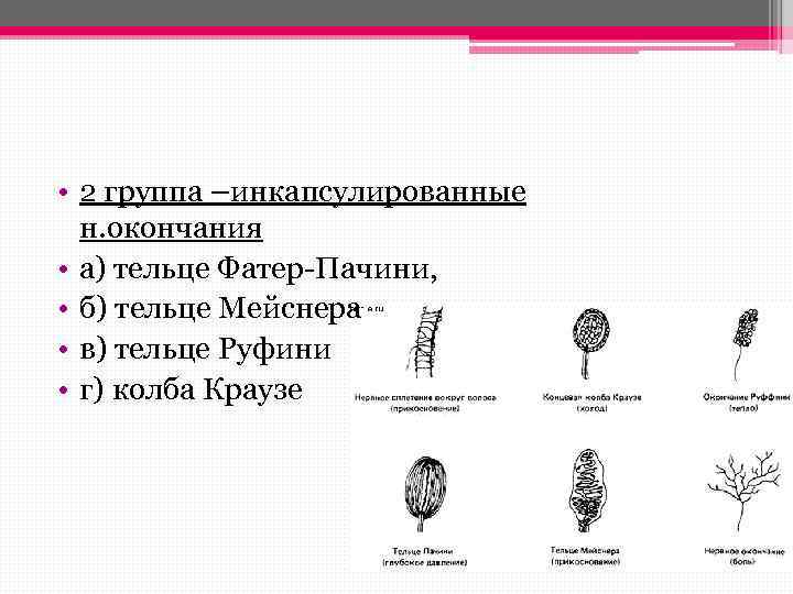 Определите название частей тельца пачини обозначенных на рисунке цифрами 1 и 2