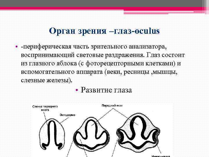Орган зрения –глаз-oculus • -периферическая часть зрительного анализатора, воспринимающий световые раздражения. Глаз состоит из