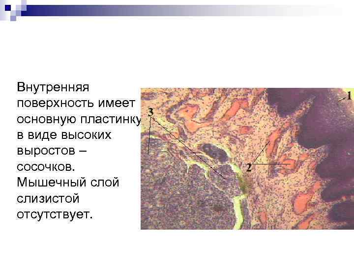 Внутренняя поверхность имеет основную пластинку в виде высоких выростов – сосочков. Мышечный слой слизистой