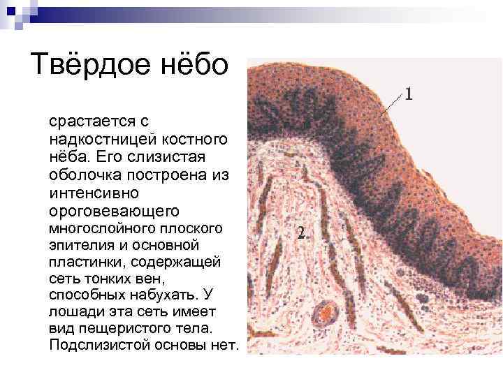 Общий план строения пищеварительной трубки гистология