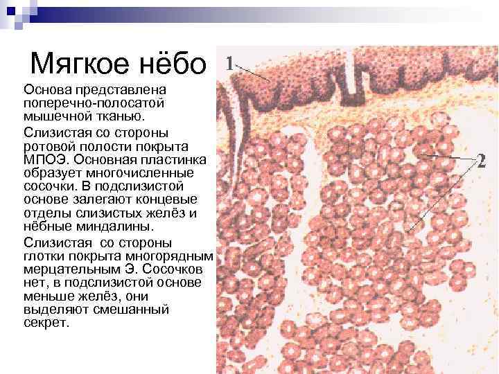 Из чего состоит слизистая