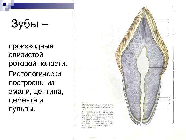 Гистология схема зуба