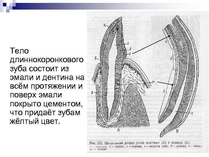 Тело длиннокоронкового зуба состоит из эмали и дентина на всём протяжении и поверх эмали