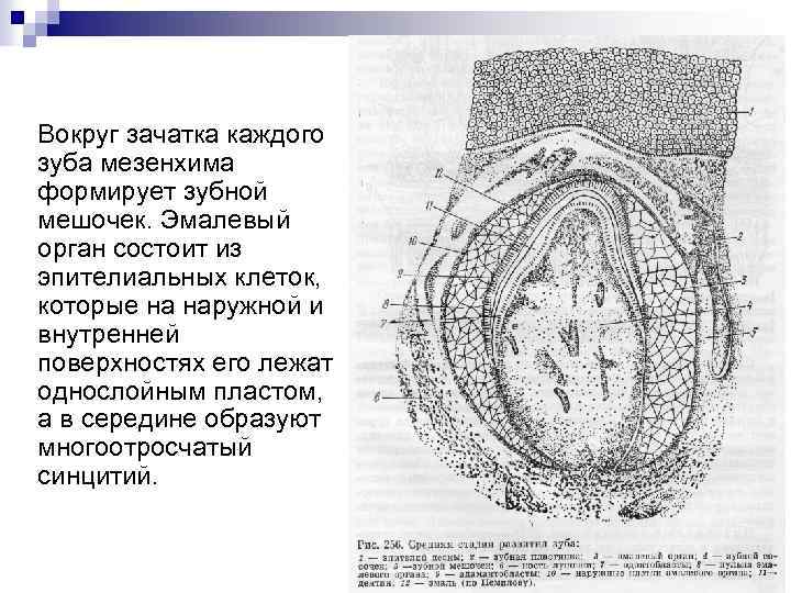 Зуб гистология рисунок