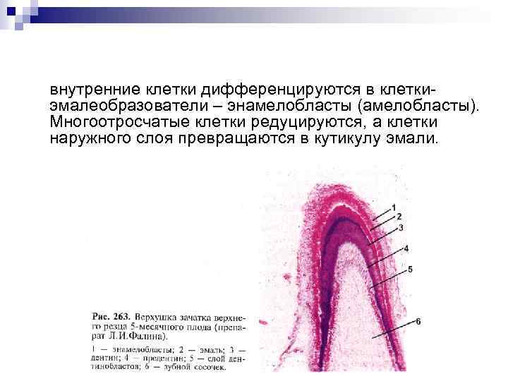 внутренние клетки дифференцируются в клеткиэмалеобразователи – энамелобласты (амелобласты). Многоотросчатые клетки редуцируются, а клетки наружного