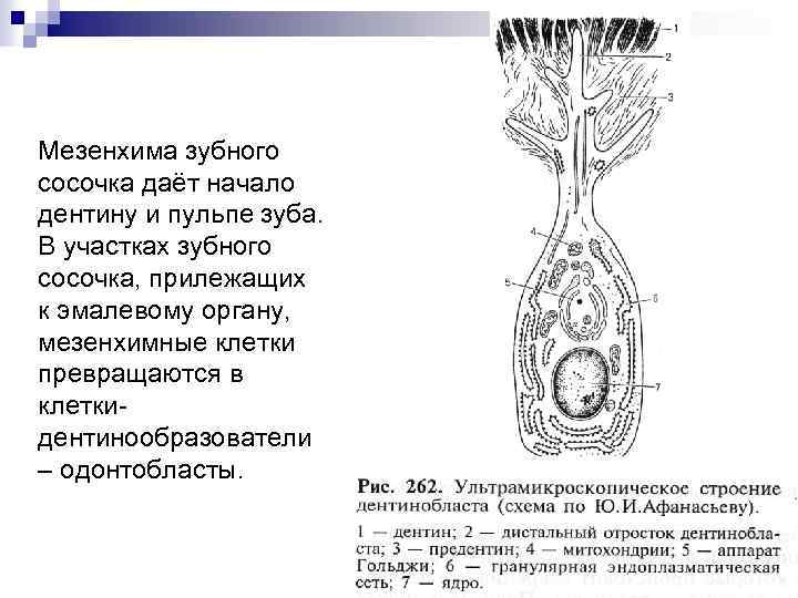 Мезенхима. Ультрамикроскопическое строение дентинобласта. Мезенхима зубного сосочка.