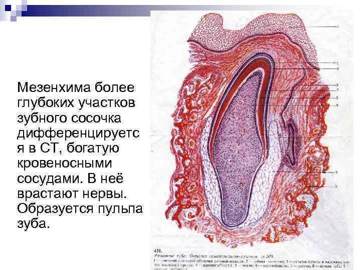 Анальные сосочки увеличенные фото