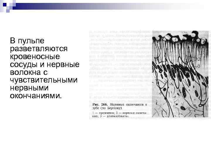 В пульпе разветвляются кровеносные сосуды и нервные волокна с чувствительными нервными окончаниями. 