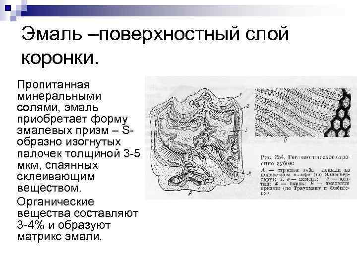 Эмаль –поверхностный слой коронки. Пропитанная минеральными солями, эмаль приобретает форму эмалевых призм – Sобразно