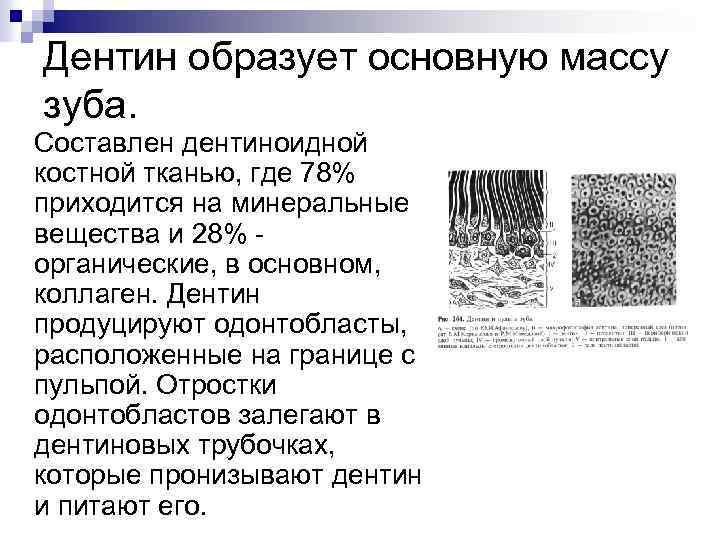 Дентин образует основную массу зуба. Составлен дентиноидной костной тканью, где 78% приходится на минеральные