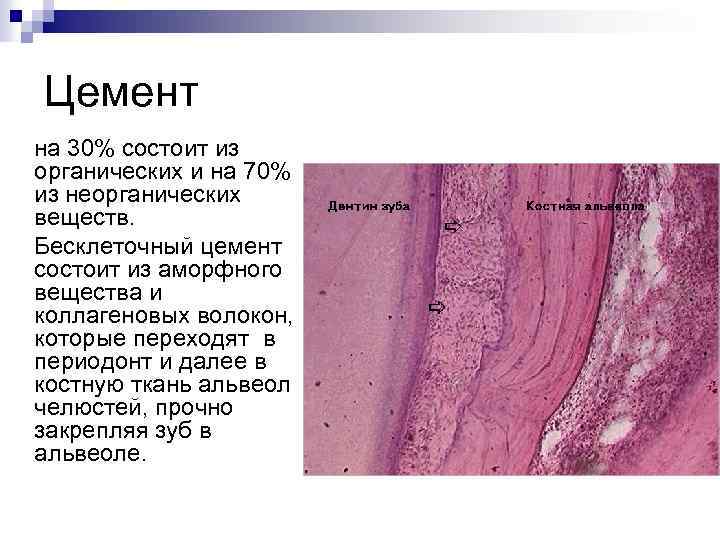 Строение цемента зуба