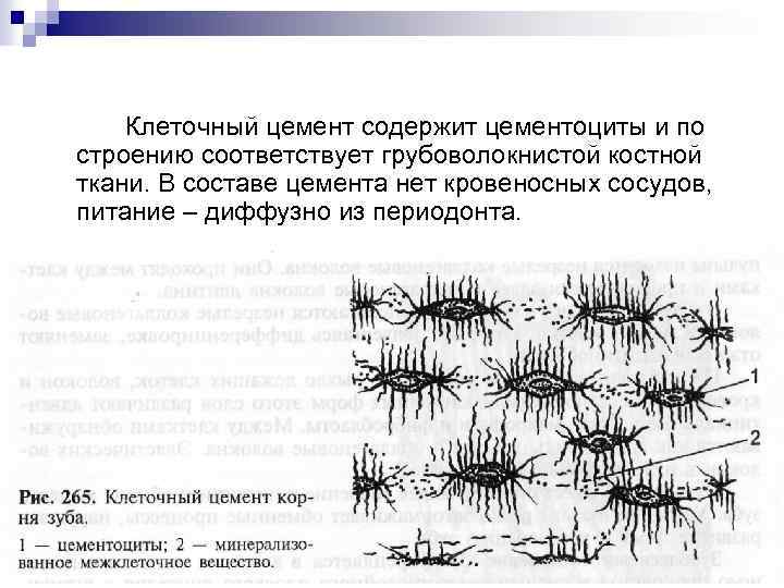 Клеточный цемент содержит цементоциты и по строению соответствует грубоволокнистой костной ткани. В составе цемента