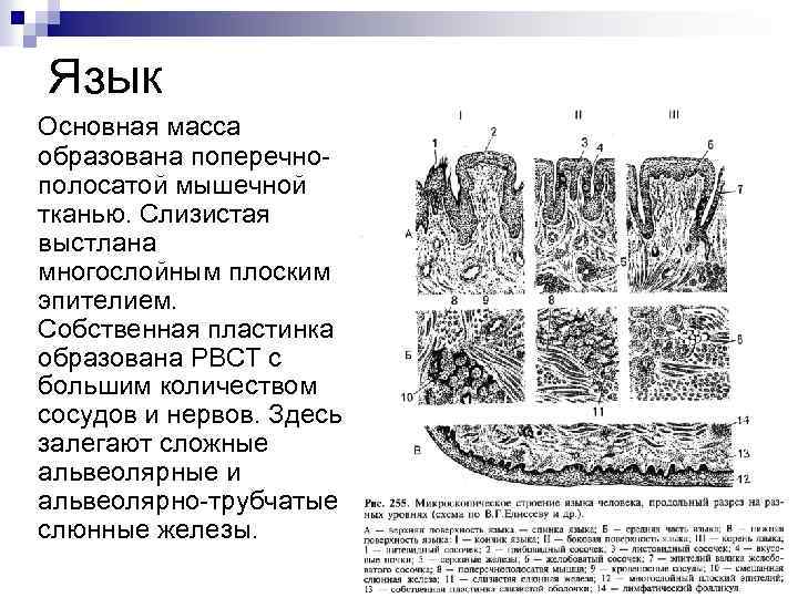 Общий план строения пищеварительной трубки