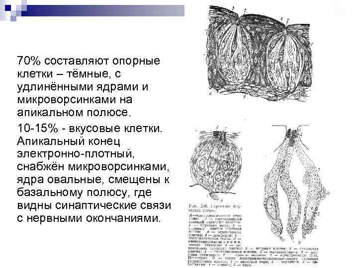 70% составляют опорные клетки – тёмные, с удлинёнными ядрами и микроворсинками на апикальном полюсе.