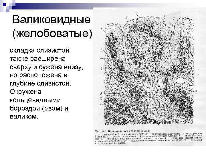 Валиковидные (желобоватые) складка слизистой также расширена сверху и сужена внизу, но расположена в глубине