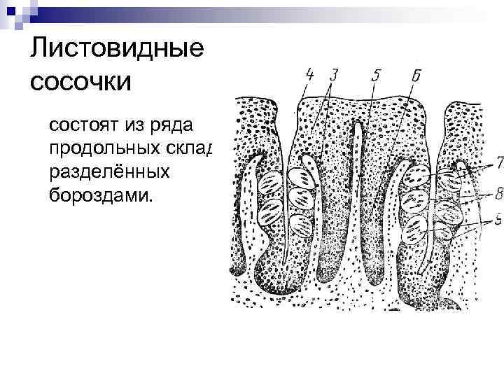 Листовидные сосочки состоят из ряда продольных складок, разделённых бороздами. 