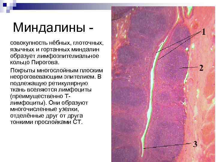 Миндалины совокупность нёбных, глоточных, язычных и гортанных миндалин образует лимфоэпителиальное кольцо Пирогова. Покрыты многослойным