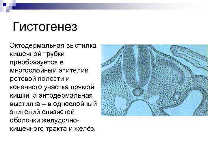 Гистогенез Эктодермальная выстилка кишечной трубки преобразуется в многослойный эпителий ротовой полости и конечного участка