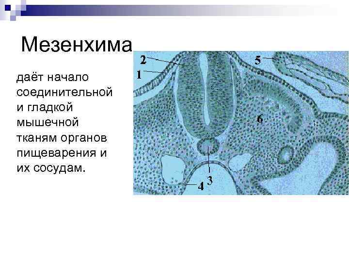 Мезенхима даёт начало соединительной и гладкой мышечной тканям органов пищеварения и их сосудам. 