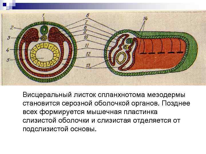 Висцеральный листок спланхнотома мезодермы становится серозной оболочкой органов. Позднее всех формируется мышечная пластинка слизистой