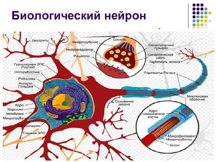 Биологический нейрон 