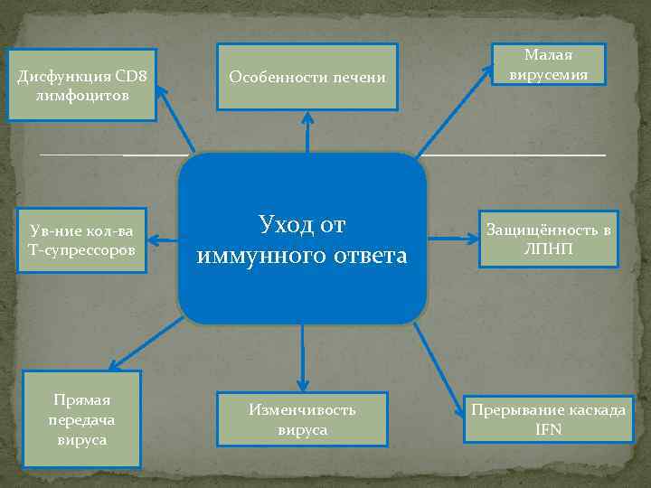 Дисфункция CD 8 лимфоцитов Особенности печени Малая вирусемия Ув-ние кол-ва T-супрессоров Уход от иммунного