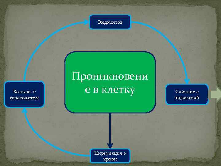 Эндоцитоз Контакт с гепатоцитом Проникновени е в клетку Циркуляция в крови Слияние с эндосомой