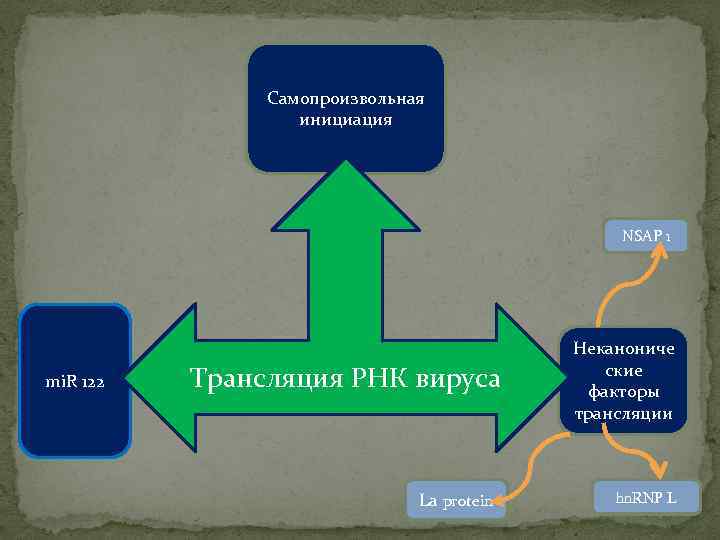 Самопроизвольная инициация NSAP 1 mi. R 122 Трансляция РНК вируса La protein Неканониче ские