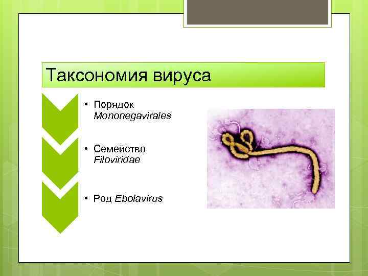 Таксономия вируса • Порядок Mononegavirales • Семейство Filoviridae • Род Ebolavirus 