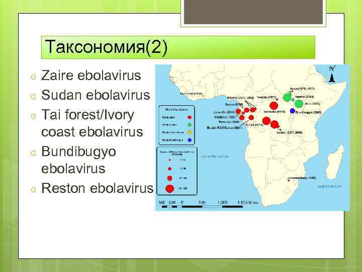 Таксономия(2) ○ ○ ○ Zaire ebolavirus Sudan ebolavirus Tai forest/Ivory coast ebolavirus Bundibugyo ebolavirus