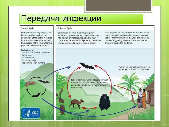 Передача инфекции 