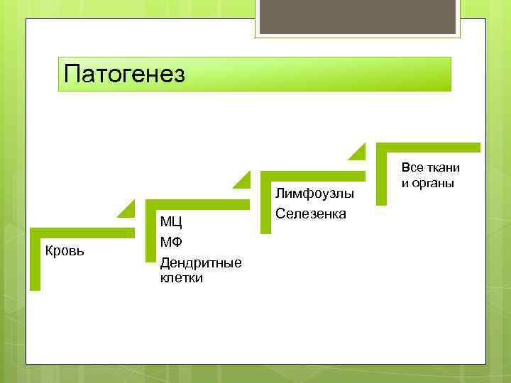 Патогенез Кровь МЦ МФ Дендритные клетки Лимфоузлы Селезенка Все ткани и органы 