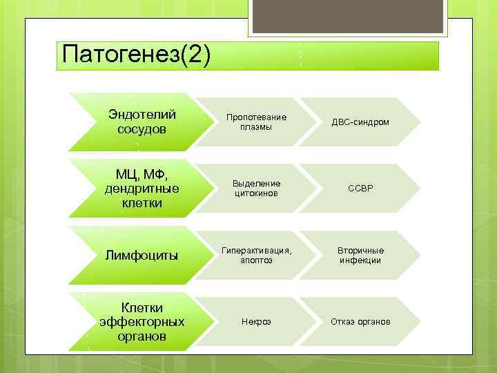 Патогенез(2) Эндотелий сосудов Пропотевание плазмы ДВС-синдром МЦ, МФ, дендритные клетки Выделение цитокинов ССВР Лимфоциты