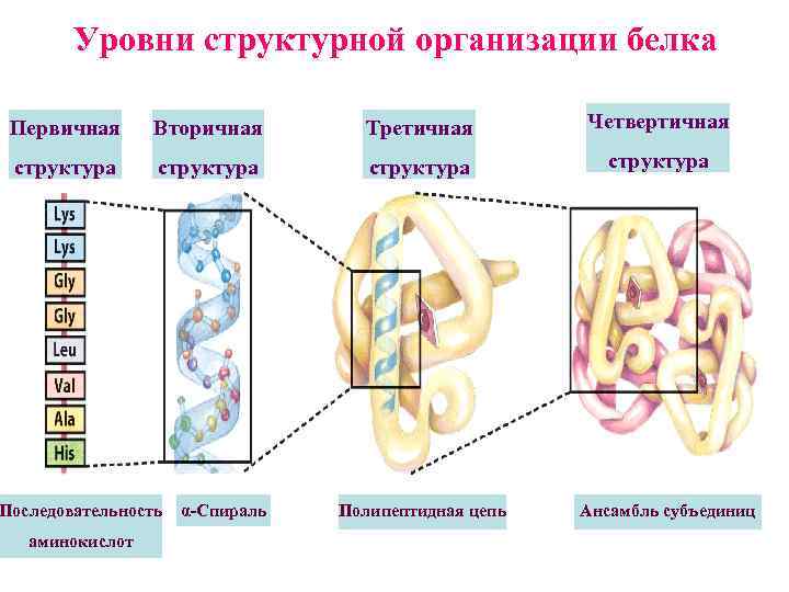 Структура белковых молекул и основные связи в них между аминокислотами примеры в виде схем формул