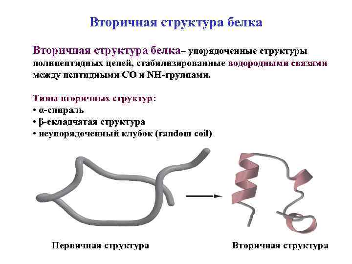 Особенности молекул белков