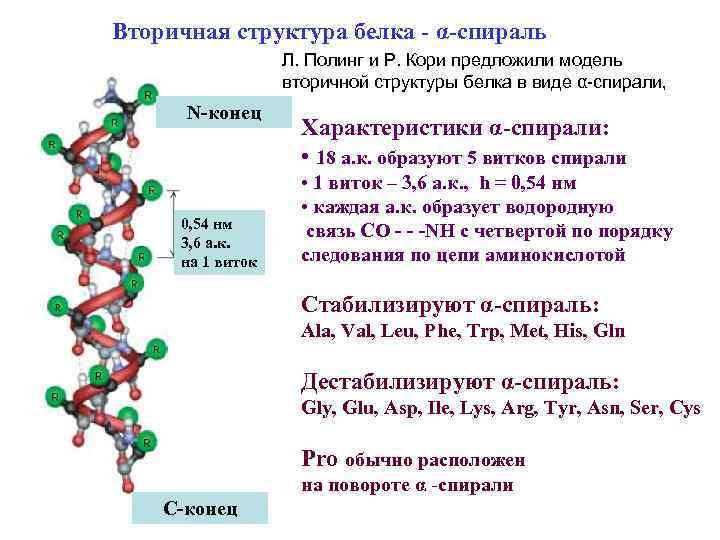 Структура белковых молекул и основные связи в них между аминокислотами примеры в виде схем формул