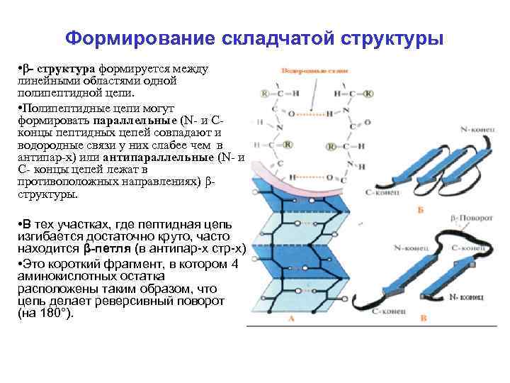 Молекулярные признаки