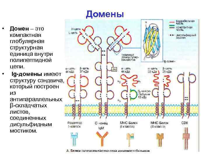 Доменный белок. Доменная структура белков биохимия. Доменное строение белковых молекул. Типы структуры доменов белков. Примеры белков с доменной структурой.
