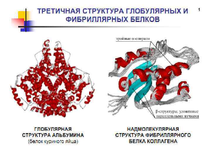 Глобулярные белки. Фибриллярные белки третичная структура. Фибриллярные и глобулярные белки структура. Глобулярная и фибриллярная структура. Характеристика фибриллярных и глобулярных белков.