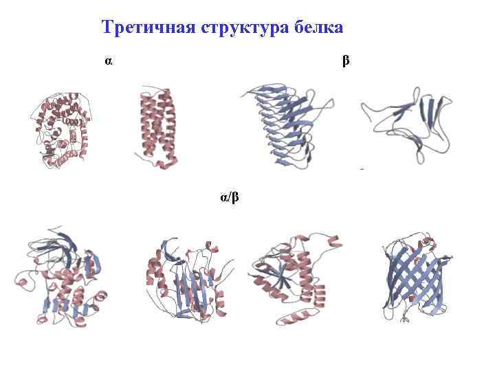 Рисунок особенности. Третичная структура белка рисунок. Третичный белок рисунок. Характерные для третичного строения особенности рисунок.