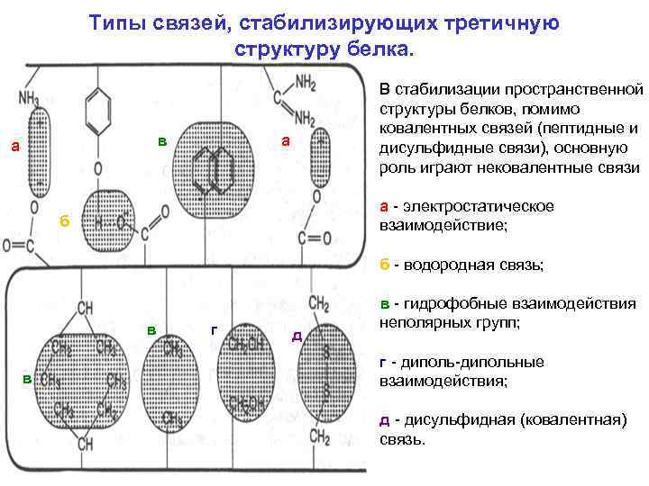 Особенности введения белковых гидролизатов тест с ответами