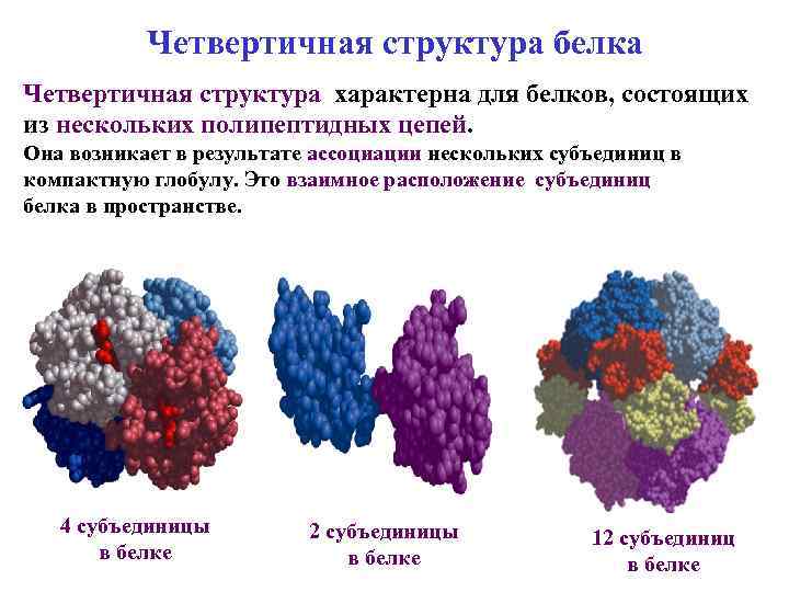 Белки характерные реакции. Четвертичная структуры белковых молекул белков. Четвертичная структура белка. Структура белка состоящая из нескольких полипептидных цепей. Четвертичная структура несколько полипептидных цепей.
