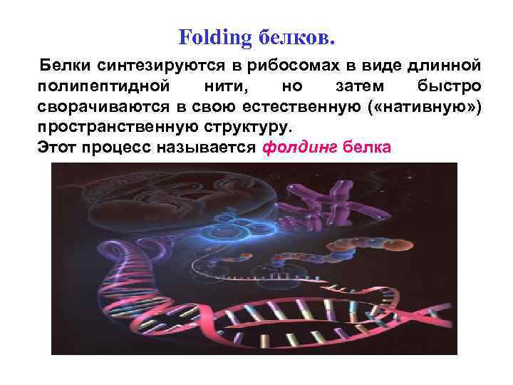 Folding белков. Белки синтезируются в рибосомах в виде длинной полипептидной нити, но затем быстро