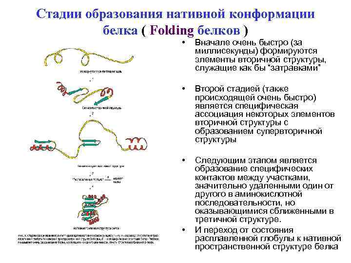Нативная конформация белков. Нативная конформация белка это биохимия. Структурные уровни организации молекулы белка. Фолдинг белка биохимия. Основные этапы формирования конформации глобулярных белков.
