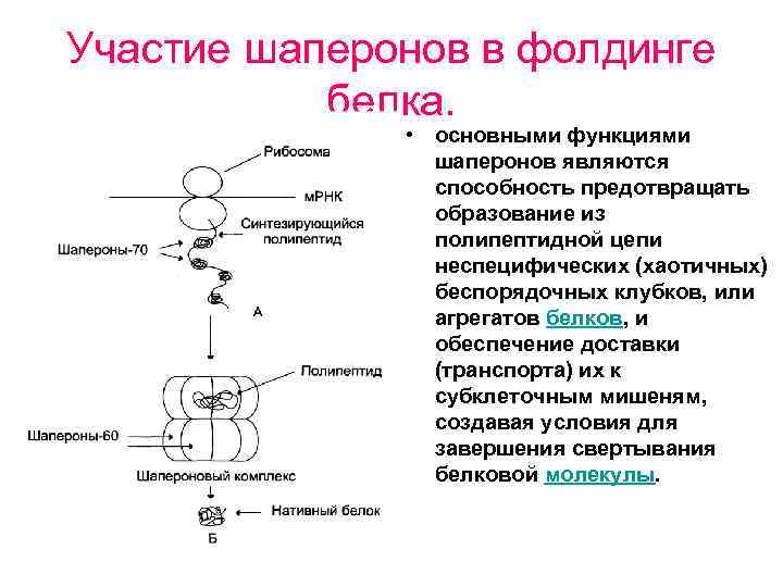 Процесс сборки белковой молекулы