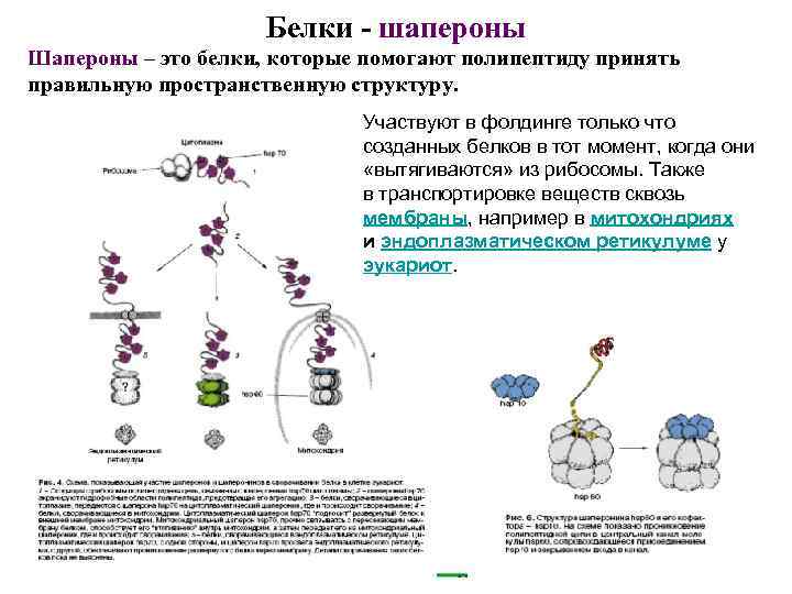 Роль белков шаперонов. Биохимия шапероны строение. Шапероны строение. Шаперон белок строение.