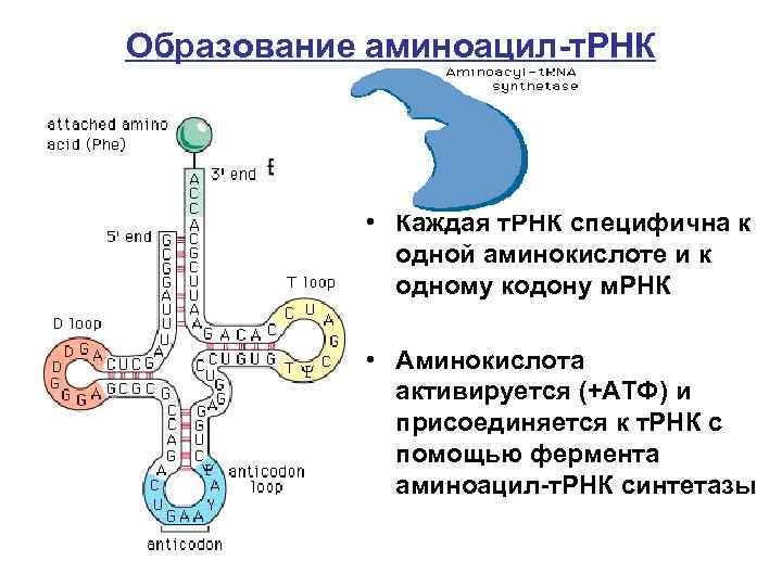 Образование аминоацил-т. РНК • Каждая т. РНК специфична к одной аминокислоте и к одному