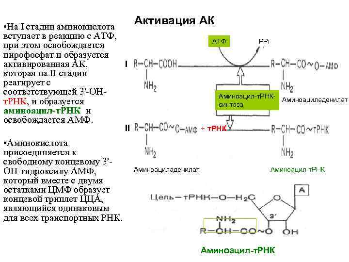  • На I стадии аминокислота вступает в реакцию с АТФ, при этом освобождается