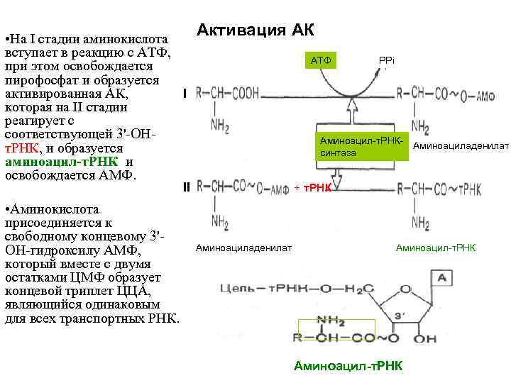 Полипептид состоит из аминокислот