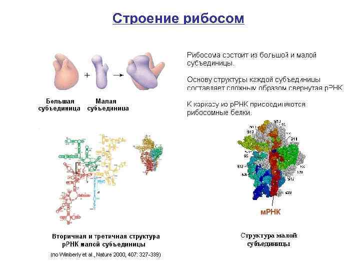 Строение рибосом 